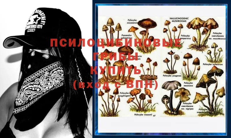 Псилоцибиновые грибы MAGIC MUSHROOMS  закладки  Верхняя Тура 